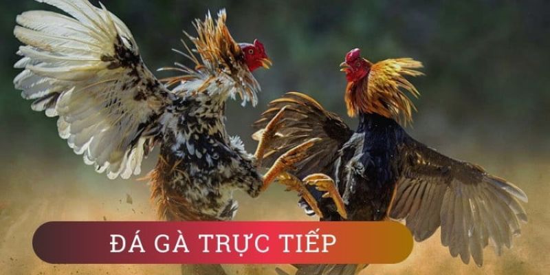 Đá Gà SV388 - Lựa Chọn Hàng Hàng Đầu Dành Cho Kê Thủ 3 Điểm qua đa dạng các hình thức đá gà SV388